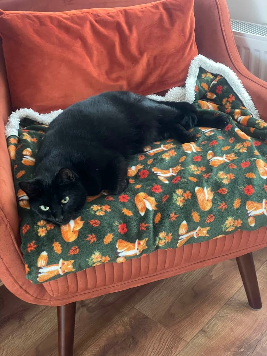 A black cat stretched out on a fox-print blanket over an orange armchair