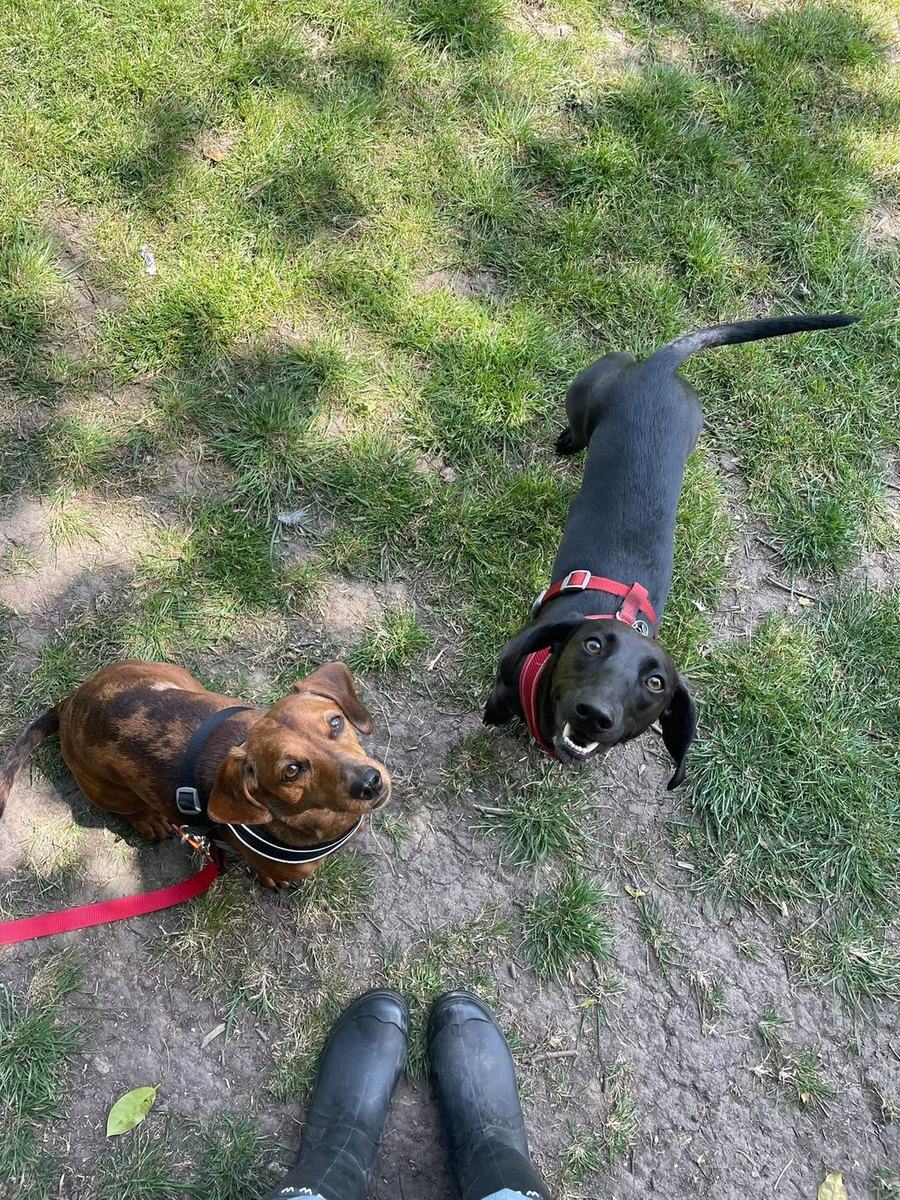 Two dachshunds on grass looking up at the camera