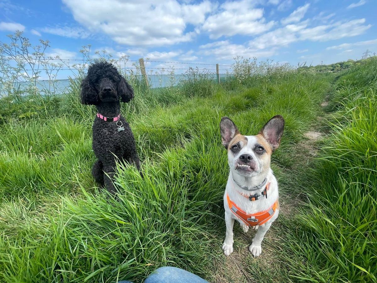 A black miniature poodle and a small jack russell sitting in long grass on a bright day, both looking up at the camera