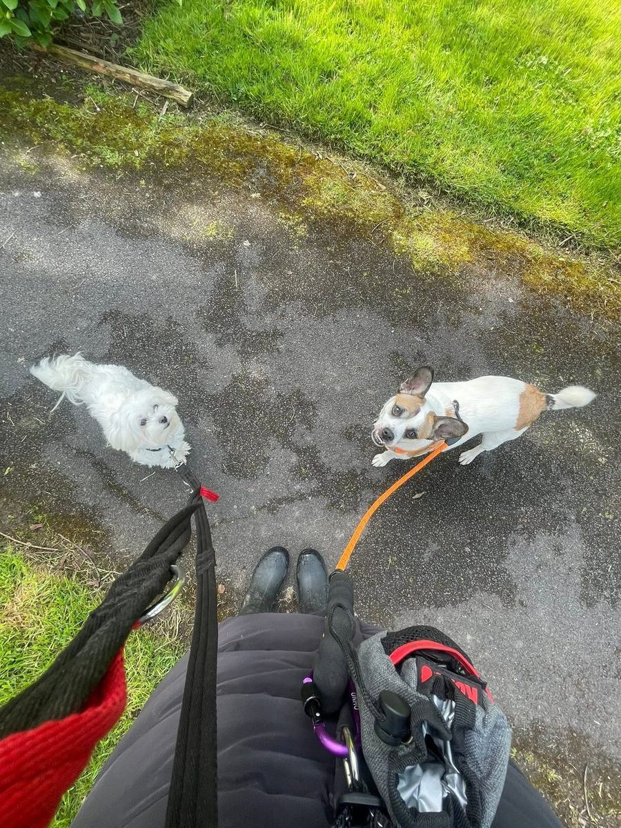 A small white maltese and a jack russell cross on their leads, looking up at their walker