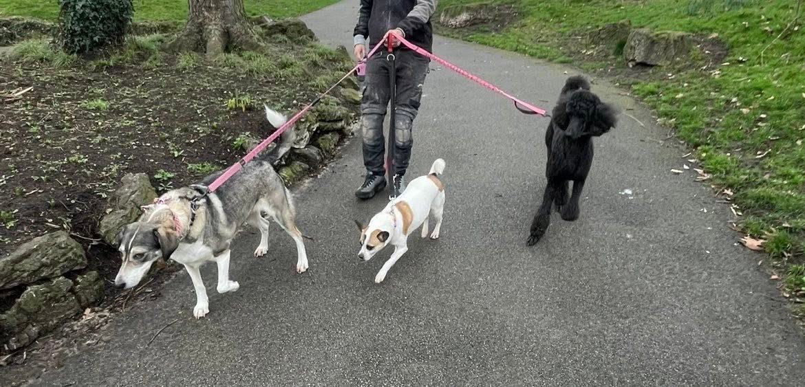 Eliska walking a husky mix, a jack russell and a black poodle along a park path