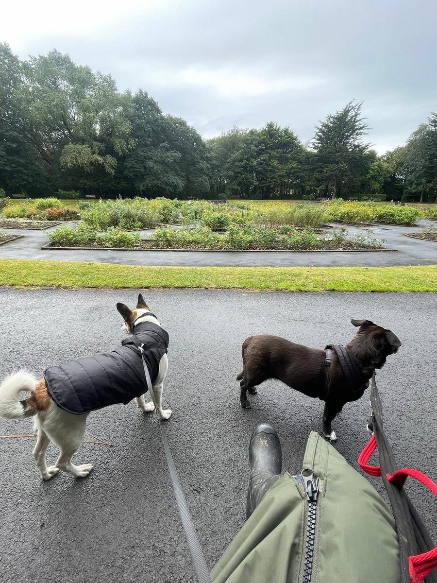 Two small dogs in coats beside a park rose garden