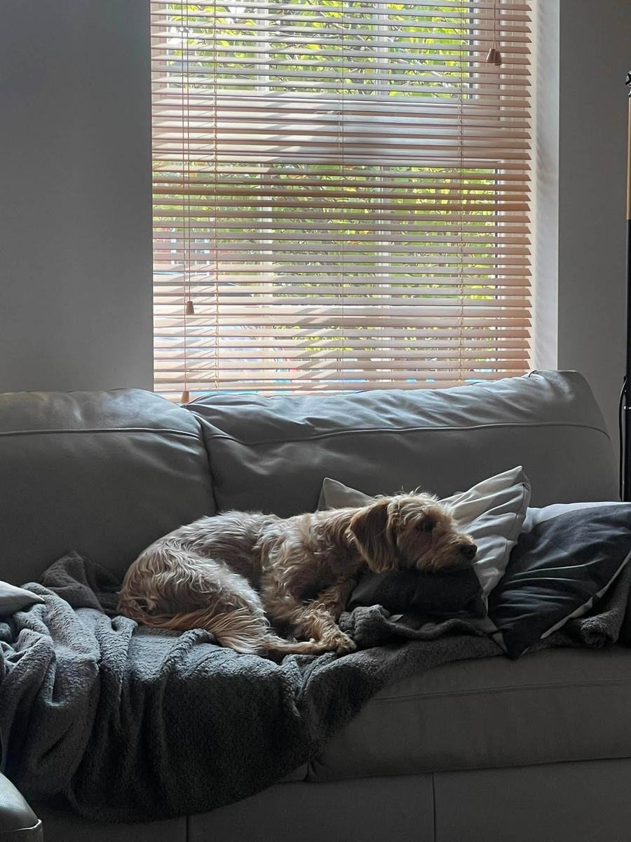 A wiry-coated terrier asleep on a sofa among blankets and cushions, in the light from a window