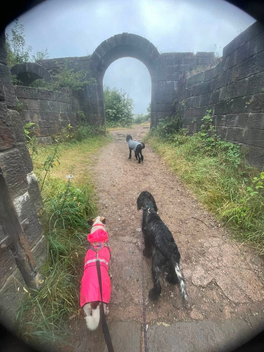 Three dogs in waterproof coats walking towards a stone archway on a misty moorland track