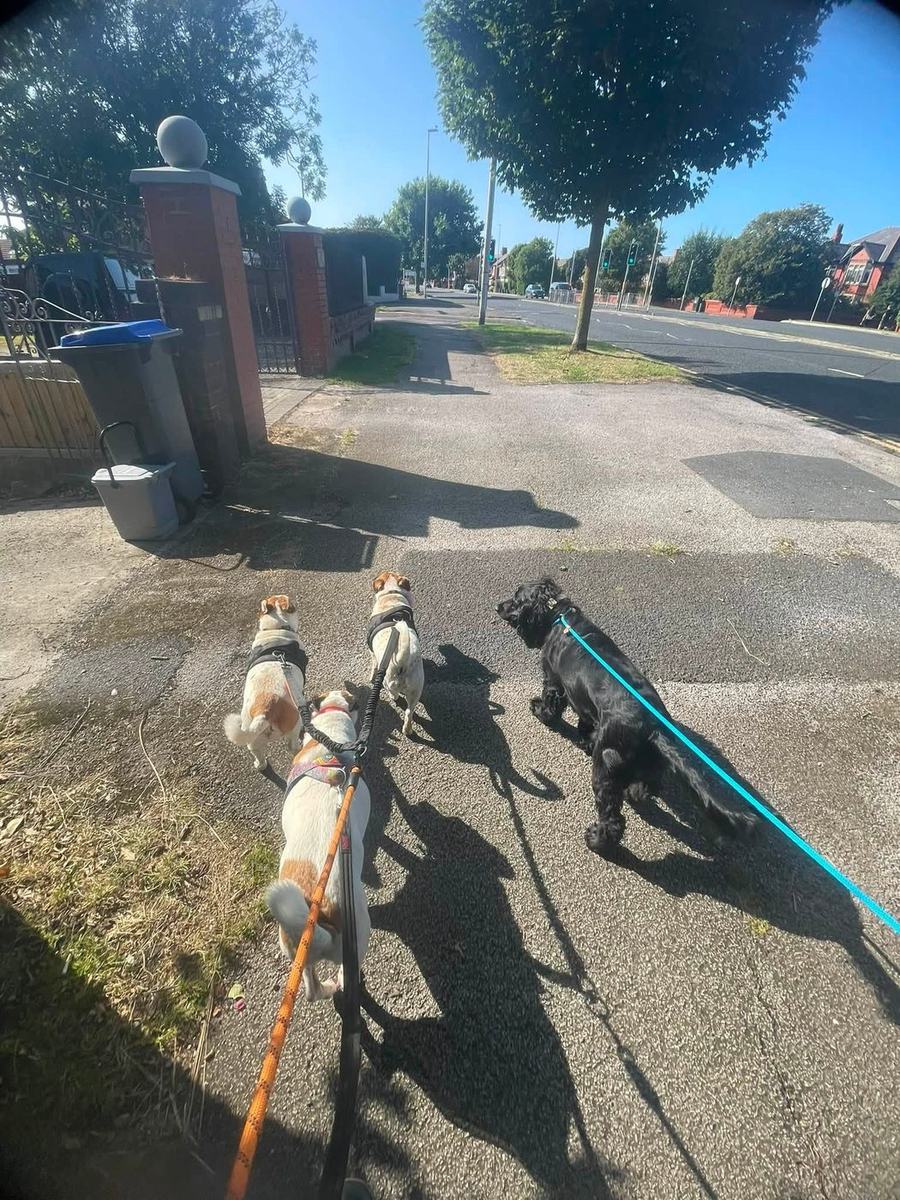 Four dogs on leads walking together along a sunny residential street